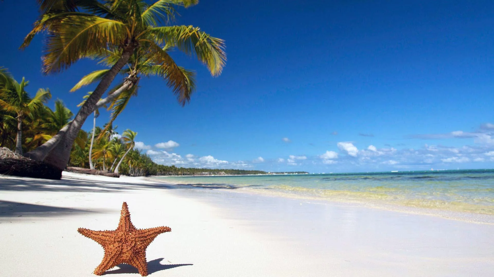 Playa de arena blanca con palmeras y una estrella de mar